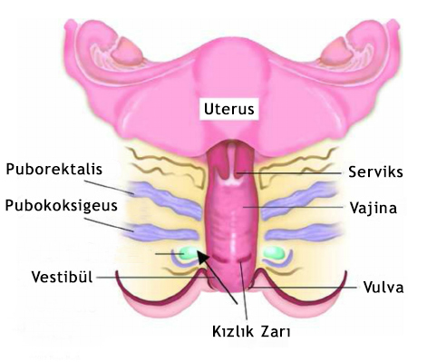 vajinismus nedir